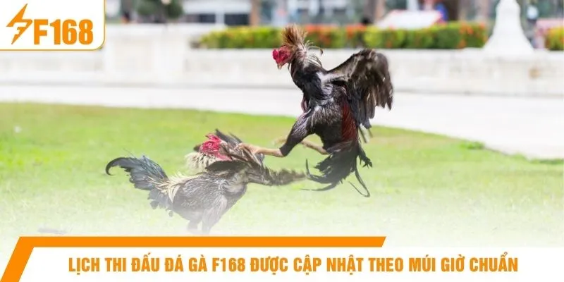 Lịch thi đấu đá gà F168 được cập nhật theo múi giờ chuẩn